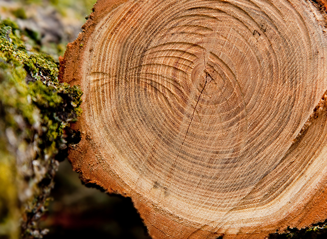 Ash Wood