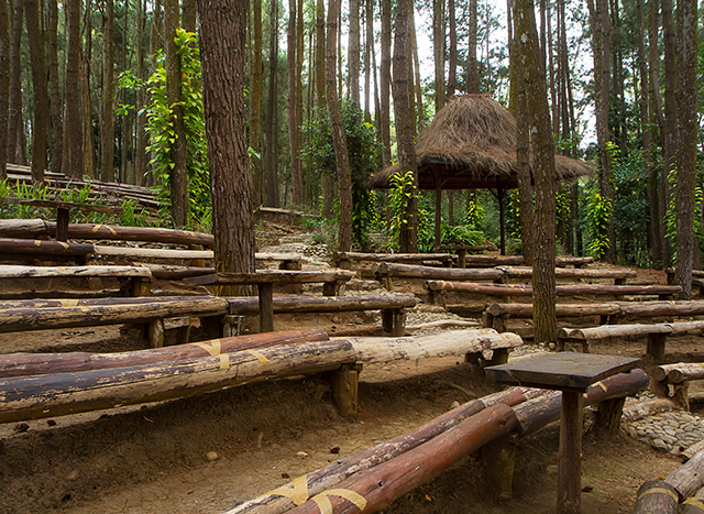 Malaysia Saal Wood