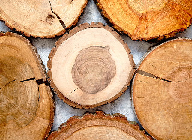 Oak Wood